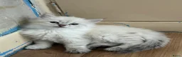 Siberian cats for sale: 💖 Home Raised Fluffy Siberian Kittens  - Advert 4