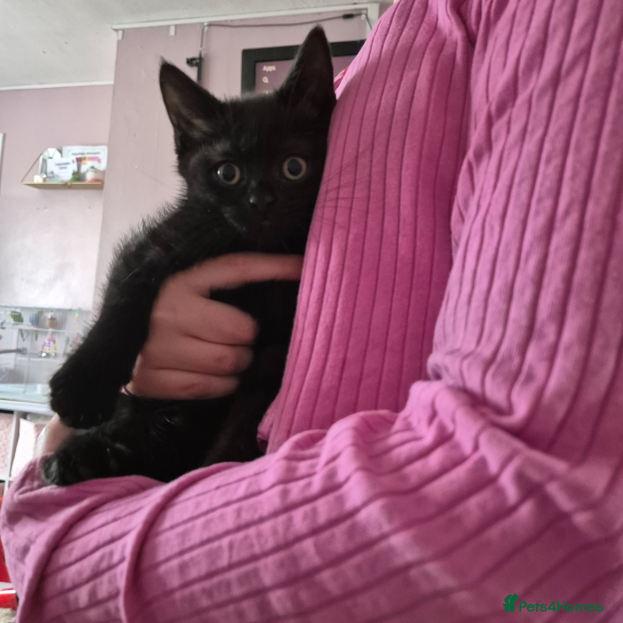 Mixed Breed cats 2 cute kittens looking for homes - Advert 6