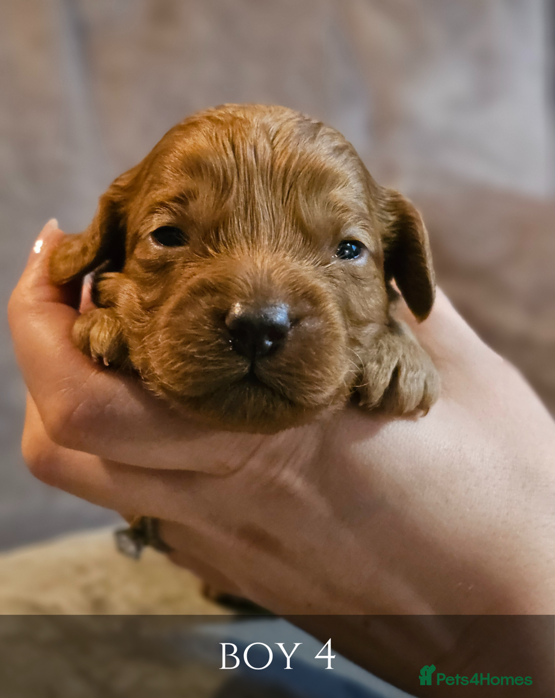 Cavapoo dogs for sale: 5 Beautiful Deep Red Cavapoo Pups - Advert 20