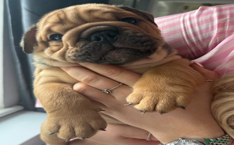 English Bulldog dogs - Advert 1