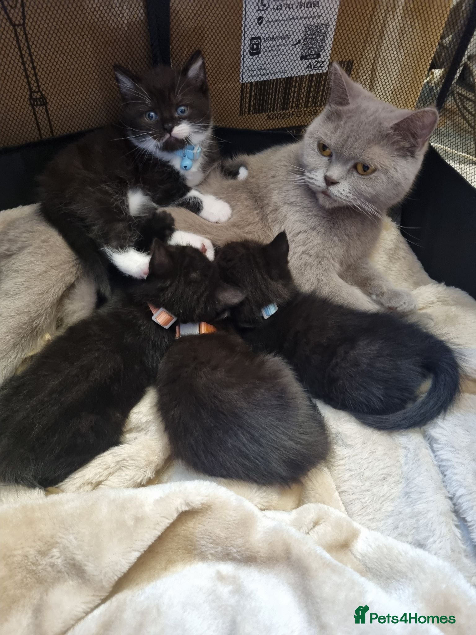 British Shorthair cats Beautiful British short hair cross kittens - Advert 2