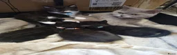 British Shorthair cats for sale: Beautiful British short hair cross kittens - Advert 2