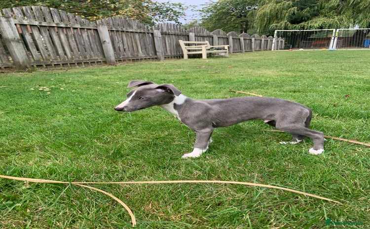 Whippet dogs - Advert 1