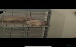 Rat rodents for sale: Rats for sale  - Image 6