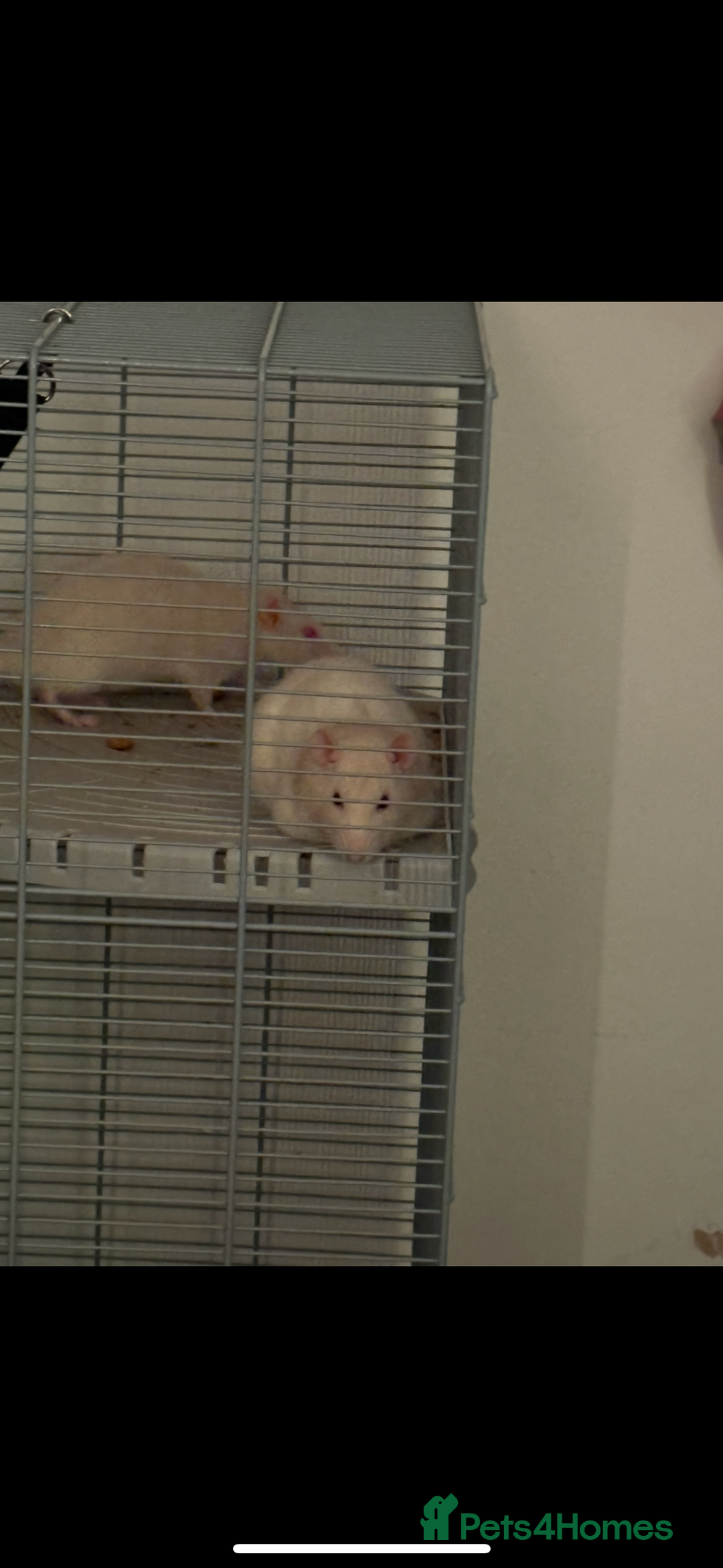 Rat rodents for sale: Rats for sale  - Image 6