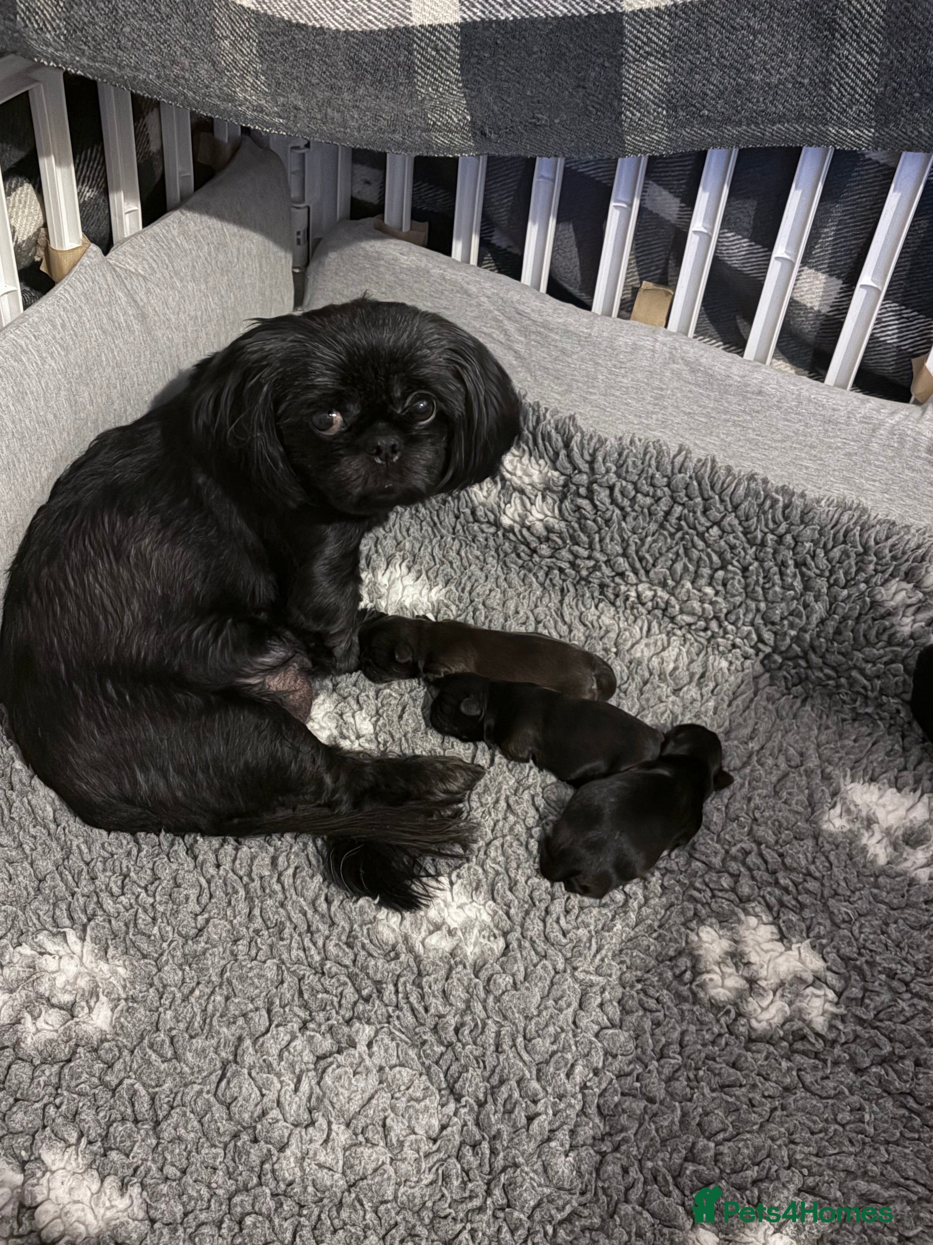 Shih Tzu dogs shih tzu boy for sale  - Advert 3