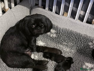 Shih Tzu dogs shih tzu boy for sale - Advert 3