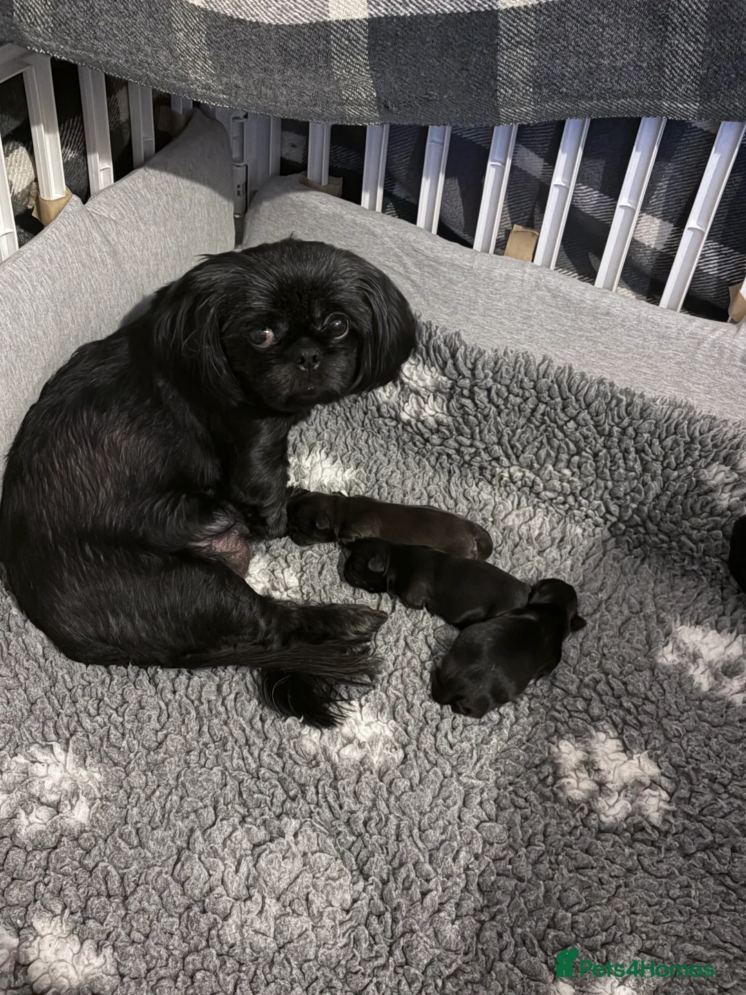 Shih Tzu dogs for sale: shih tzu boy for sale  - Advert 1