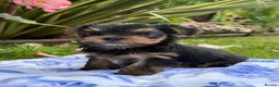 Yorkshire Terrier dogs for sale: Kc registered Yorkshire terrier puppies - Advert 19
