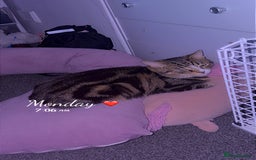 Bengal cats for sale: Theo, 1 year old male tabby cat - Image 1