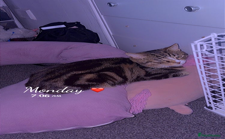 Bengal cats - Advert 1