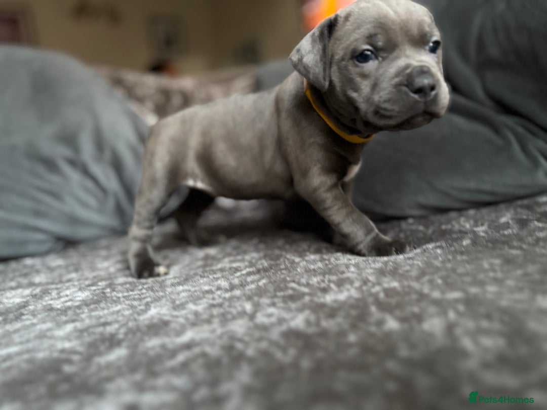 Staffordshire Bull Terrier dogs for sale: Quality Blue Health Tested  - Advert 30