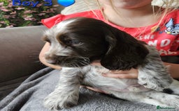Cocker Spaniel dogs for sale: Stunning Show Cocker Spaniels - Image 18