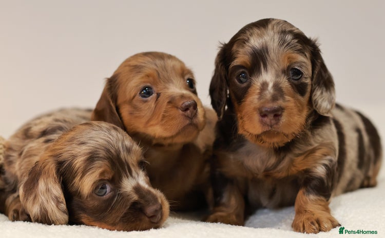 Miniature Dachshund dogs - Advert 4