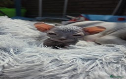 Sphynx cats for sale: Elf Sphynx Kittens  - Image 1