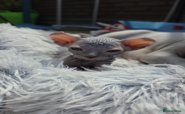Sphynx cats - Advert 1