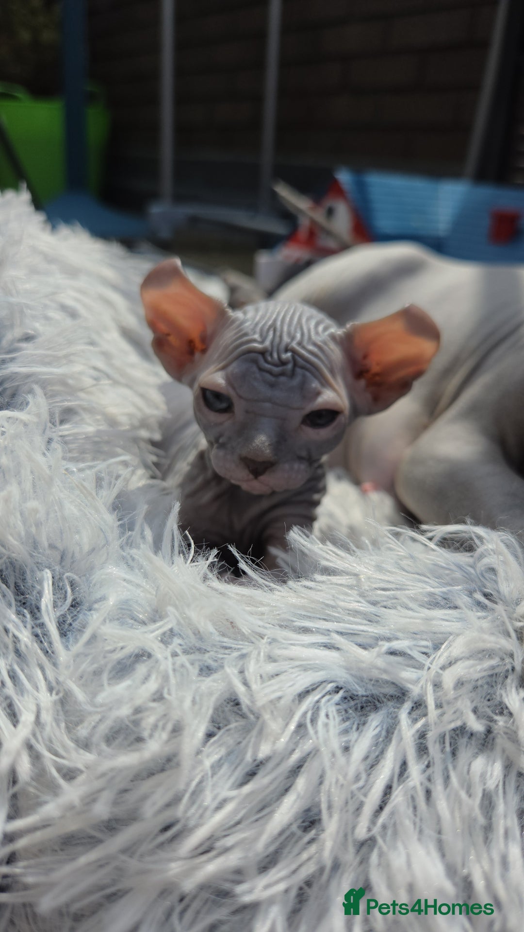 Sphynx cats for sale: Elf Sphynx Kittens  - Image 1