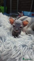 Sphynx cats - Advert 1