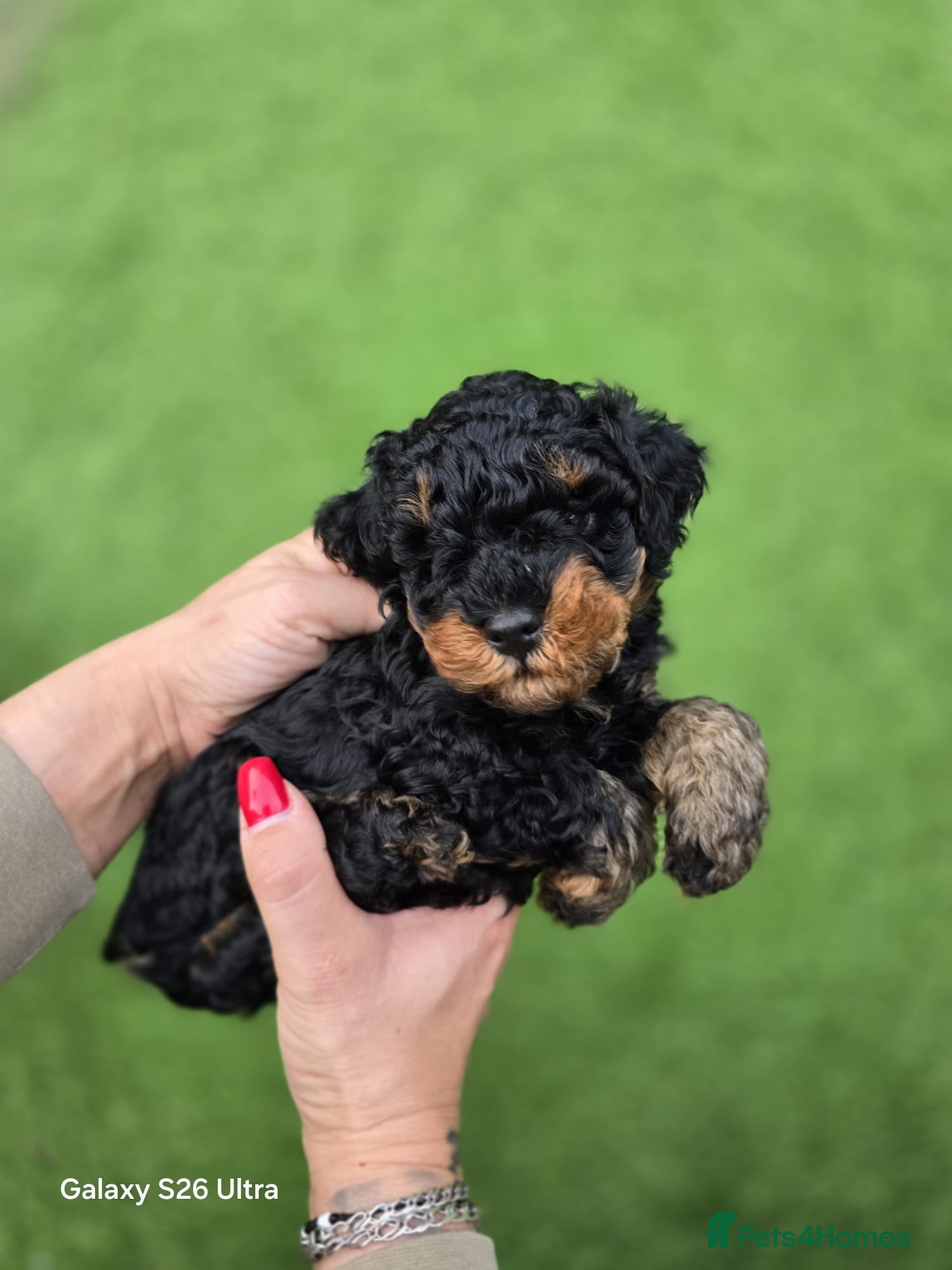 Toy Poodle dogs Pure toy poodle  - Advert 18