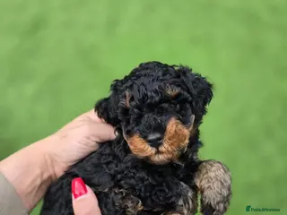 Toy Poodle dogs Pure toy poodle - Advert 1