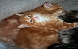 Maine Coon cats for sale: 5 gorgeous 3/4 Maine coon babys - Image 16