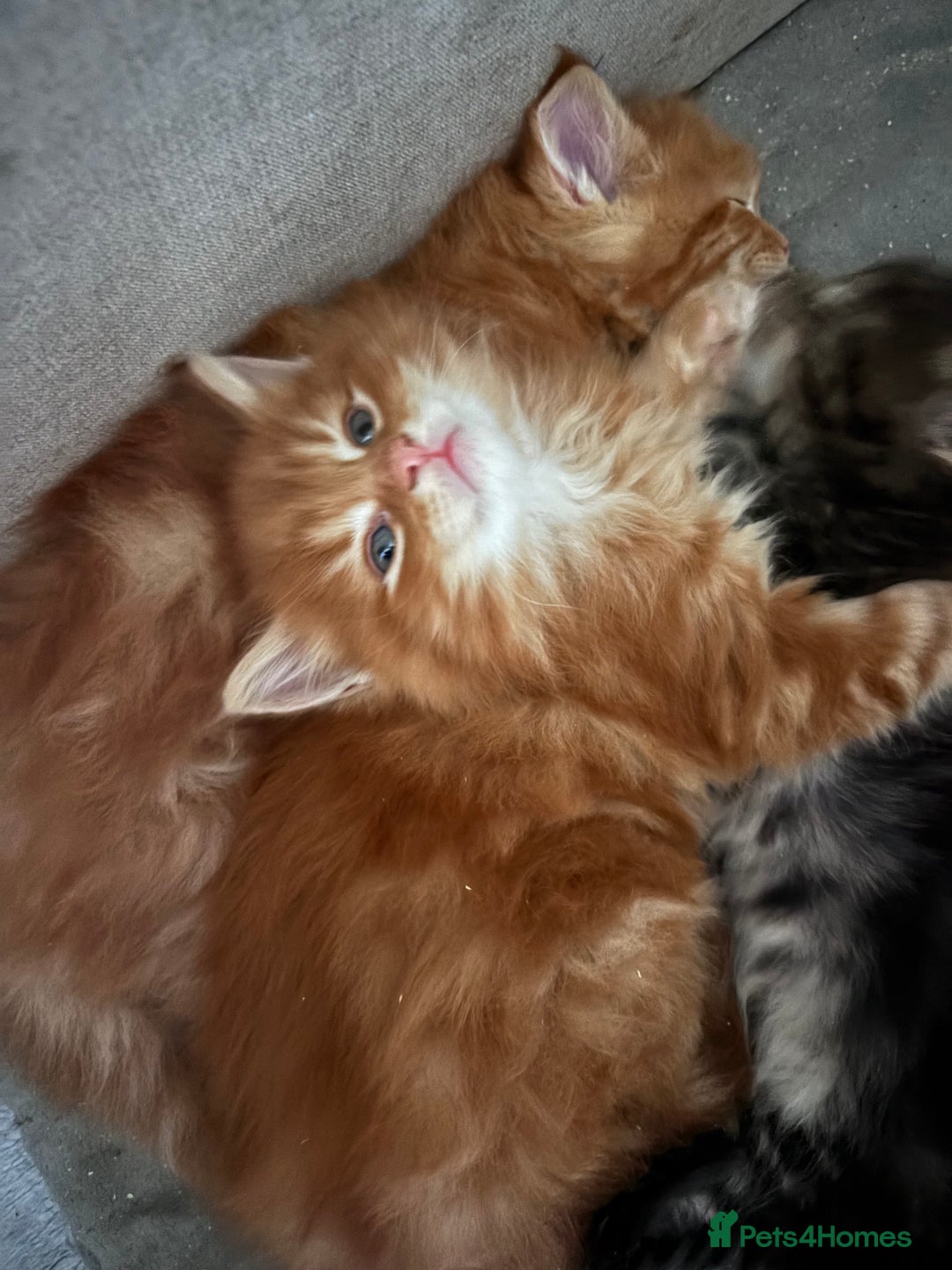 Maine Coon cats for sale: 5 gorgeous 3/4 Maine coon babys - Image 16