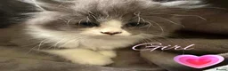 Persian cats for sale: Ready now, persian and cross  - Advert 1