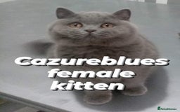 British Shorthair cats for sale: Gccf STUD, Blue Spotted,Blue, Lilac, Bi - Image 33