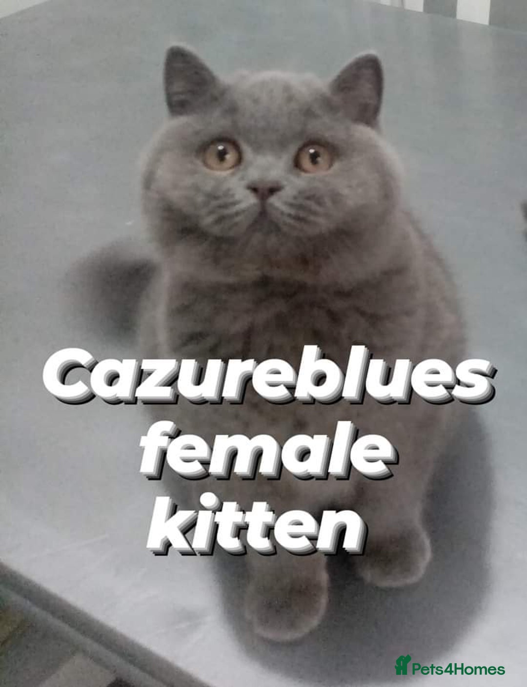 British Shorthair cats for sale: Gccf STUD, Blue Spotted,Blue, Lilac, Bi - Image 33