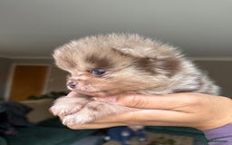Pomeranian dogs for sale: Lilac and tan, chocolate and tan Pomeranians💜🤎 - Image 8