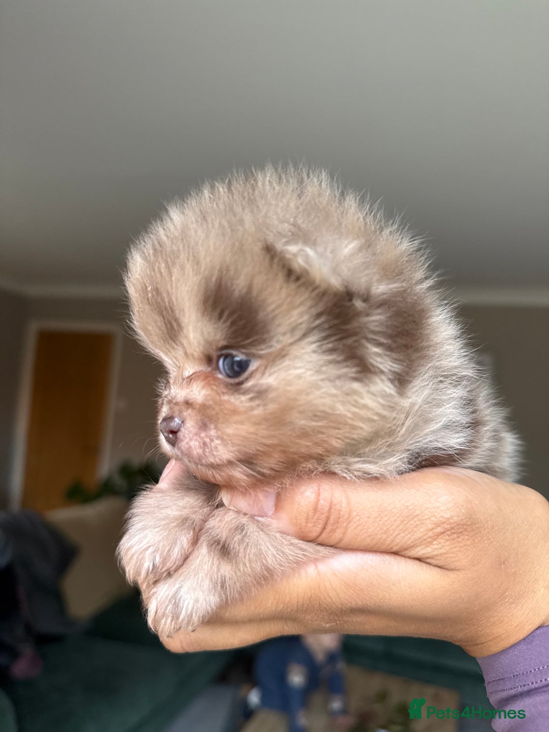 Pomeranian dogs for sale: Lilac and tan, chocolate and tan Pomeranians💜🤎 - Image 8