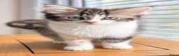 Mixed Breed cats for sale: Ragdollx Norwegian Forest Cat - Advert 12