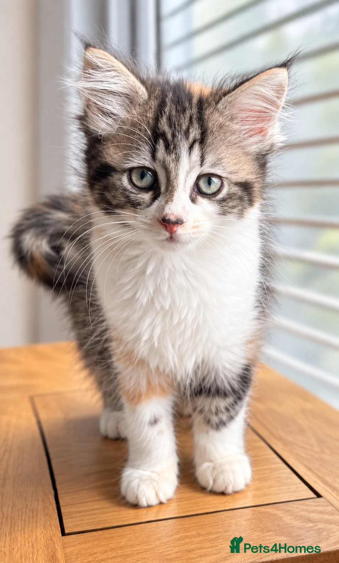 Mixed Breed cats for sale: Ragdollx Norwegian Forest Cat - Advert 12