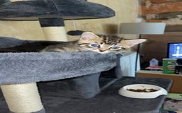 Domestic Shorthair cats for sale: 2 Brothers Must Go Together Or Not At All!!! - Image 3