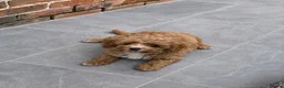 Cavapoo dogs for sale: Cavapoo babies ready to go  - Advert 3