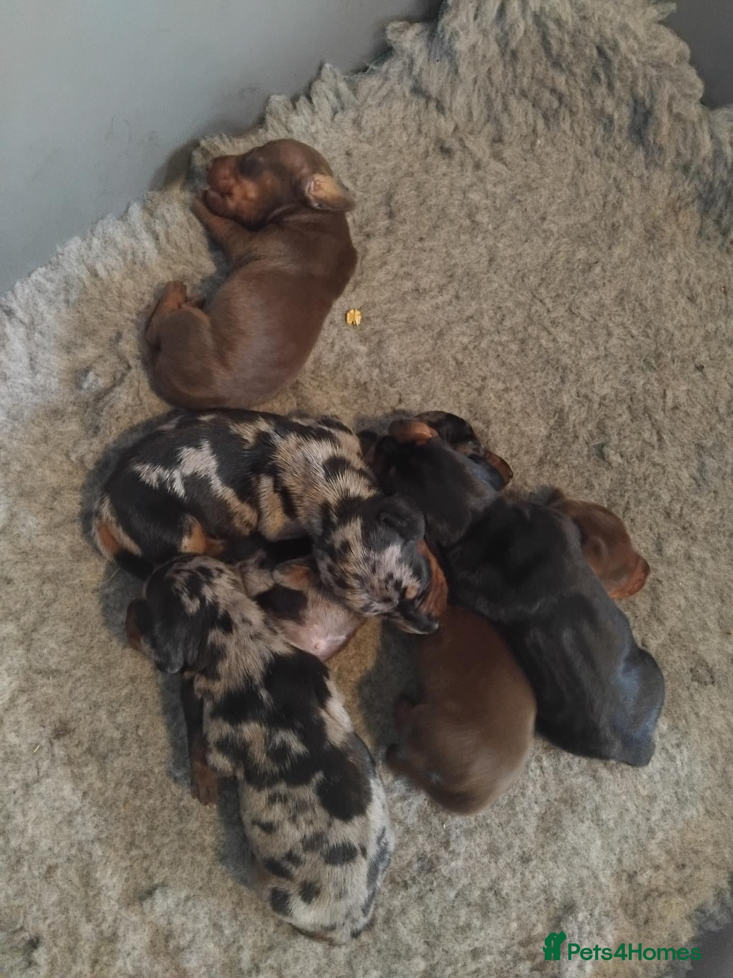 Miniature Dachshund dogs Kc registered miniature dashchund  - Advert 21