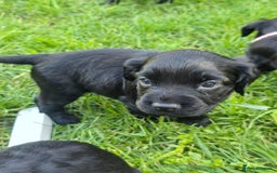 Sprocker dogs for sale: F1 sprockers 4 boys 3 girls - Image 2