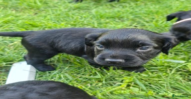 Sprocker dogs - Advert 4