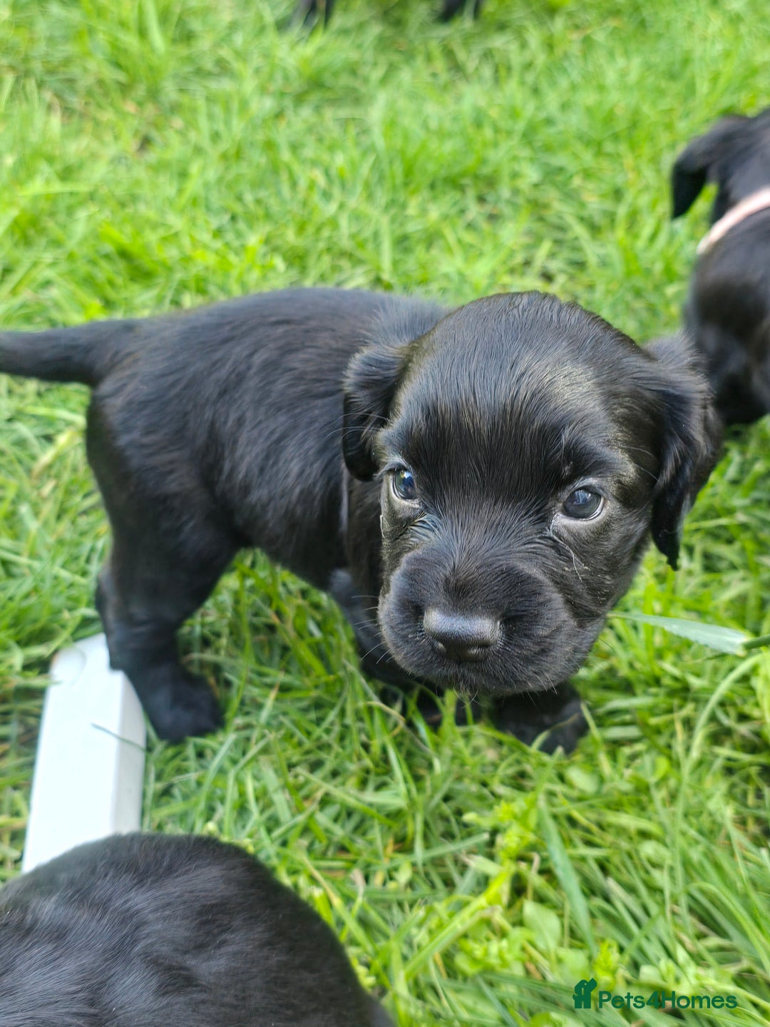 Sprocker dogs for sale: F1 sprockers 4 boys 3 girls - Image 2