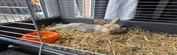 Mini Lion Lop rabbits for sale: Mini lion lop rabbit  - Advert 2