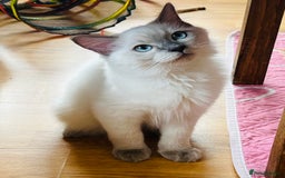 Ragdoll cats for sale: SILKY GCCF PEDIGREE RAGDOLL - Championline  in London - Image 13