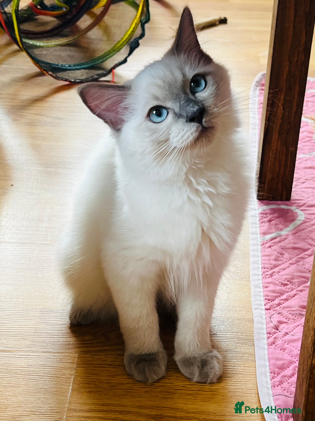 Ragdoll cats for sale: SILKY GCCF PEDIGREE RAGDOLL - Championline  in London - Image 13