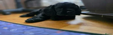 American Cocker Spaniel 1
