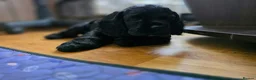 American Cocker Spaniel dogs for sale: American cocker spaniels puppies - Advert 31