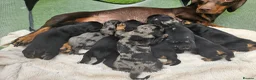 Dachshund dogs for sale: Dachshunds 8 Puppies 5 Girls,  3 Boys - Advert 5