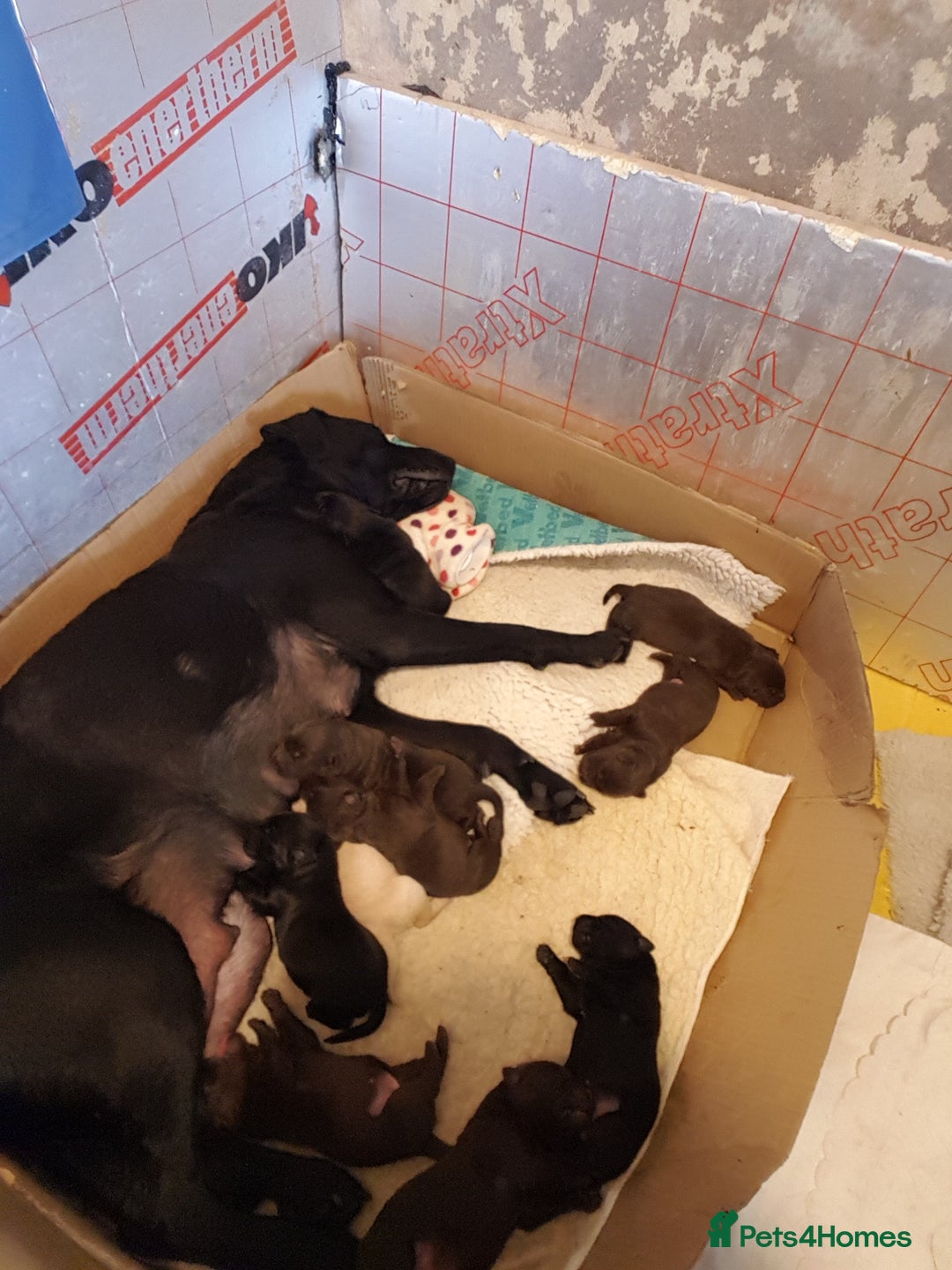 Labrador Retriever dogs for sale: Labrador puppies, beuitfull fur babbies  - Image 2