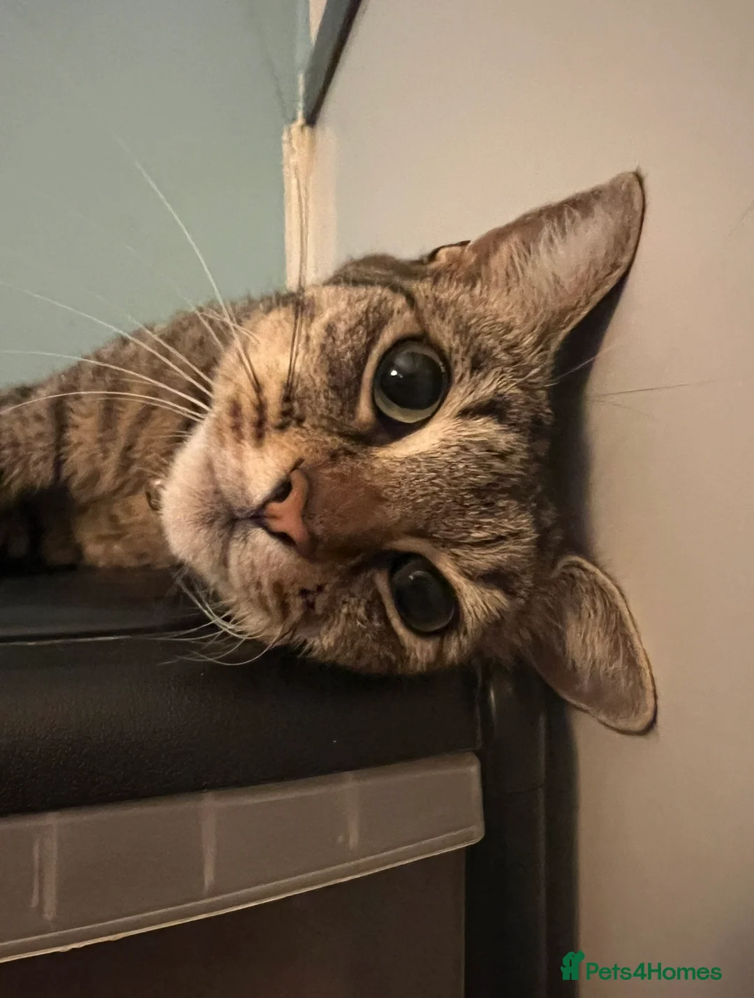 Mixed Breed cats for sale: Affectionate Tabby Princess - Advert 2