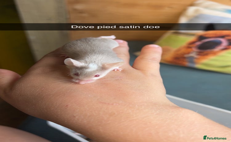 Mouse rodents - Advert 4