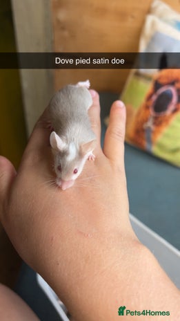 Mouse rodents - Advert 11