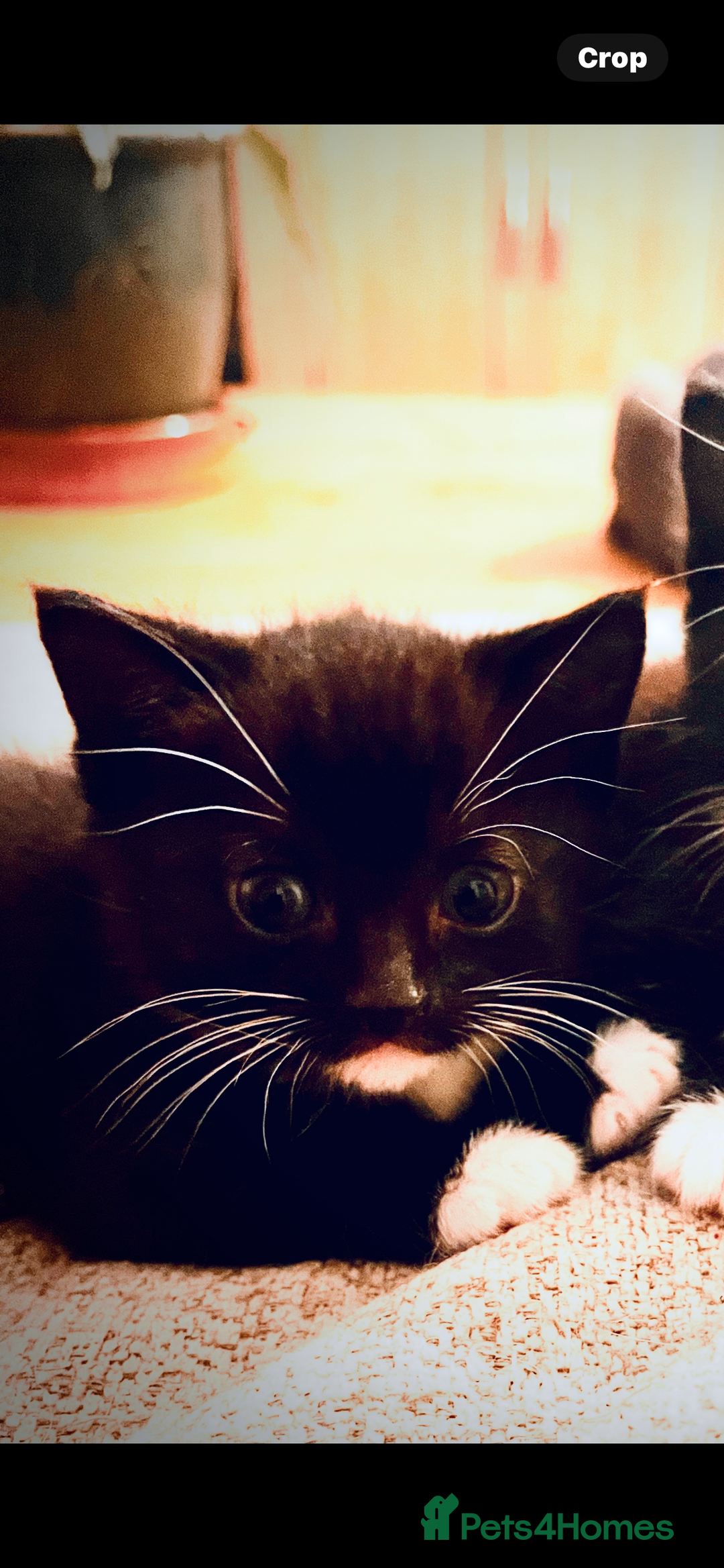 Mixed Breed cats for sale: 2 adorable black and white kittens  - Advert 6